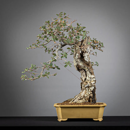Frente bonsai de quercus faginea tamaño dai estilo moyogi maceta shuho