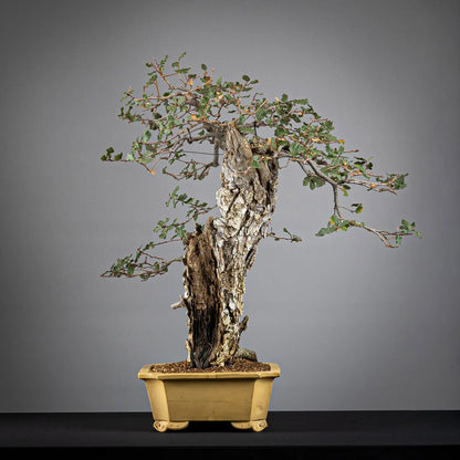 Cara derecha de bonsai de quercus faginea con jin y corteza, maceta shuho