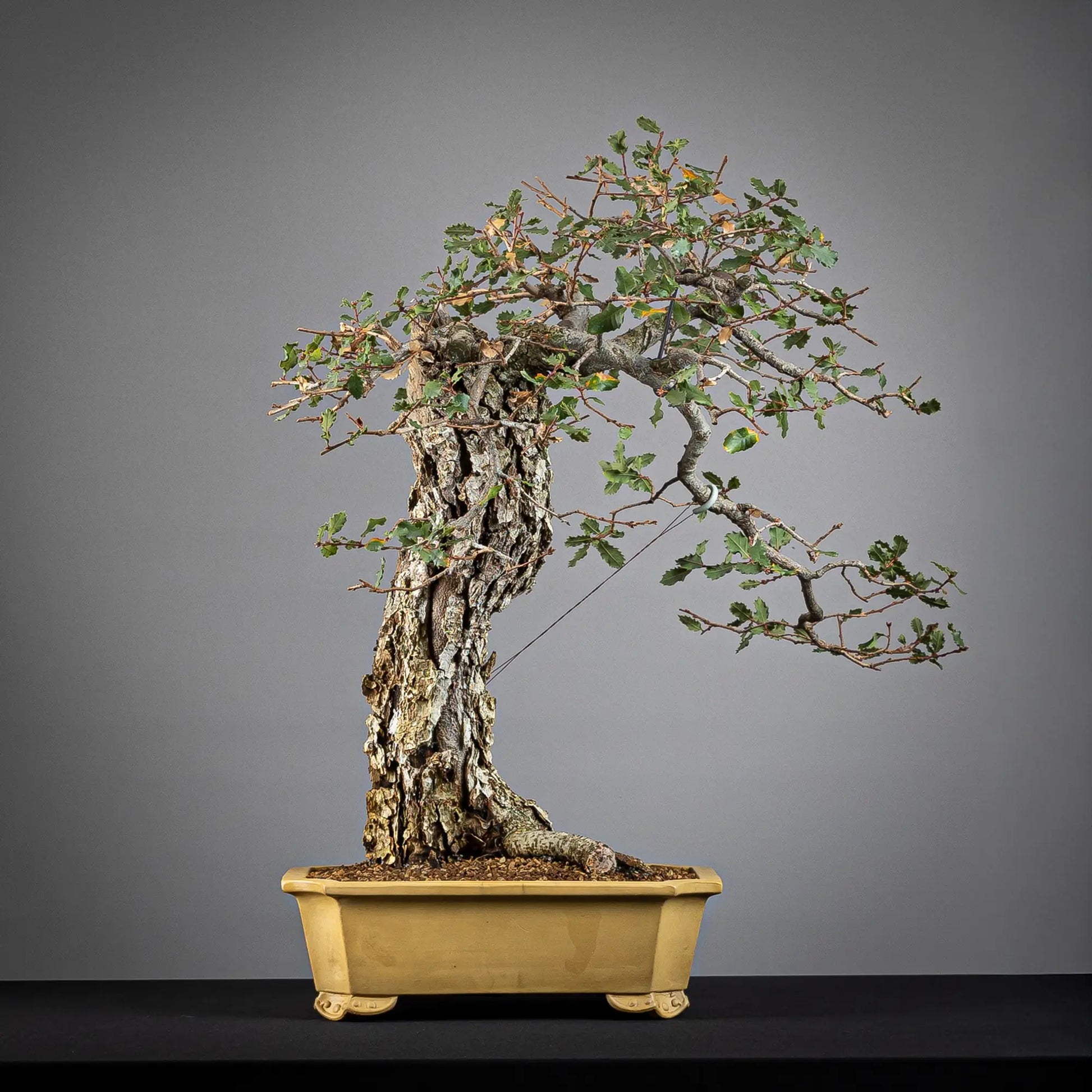 Cara trasera de bonsai maduro de roble, con maceta shuho tokoname