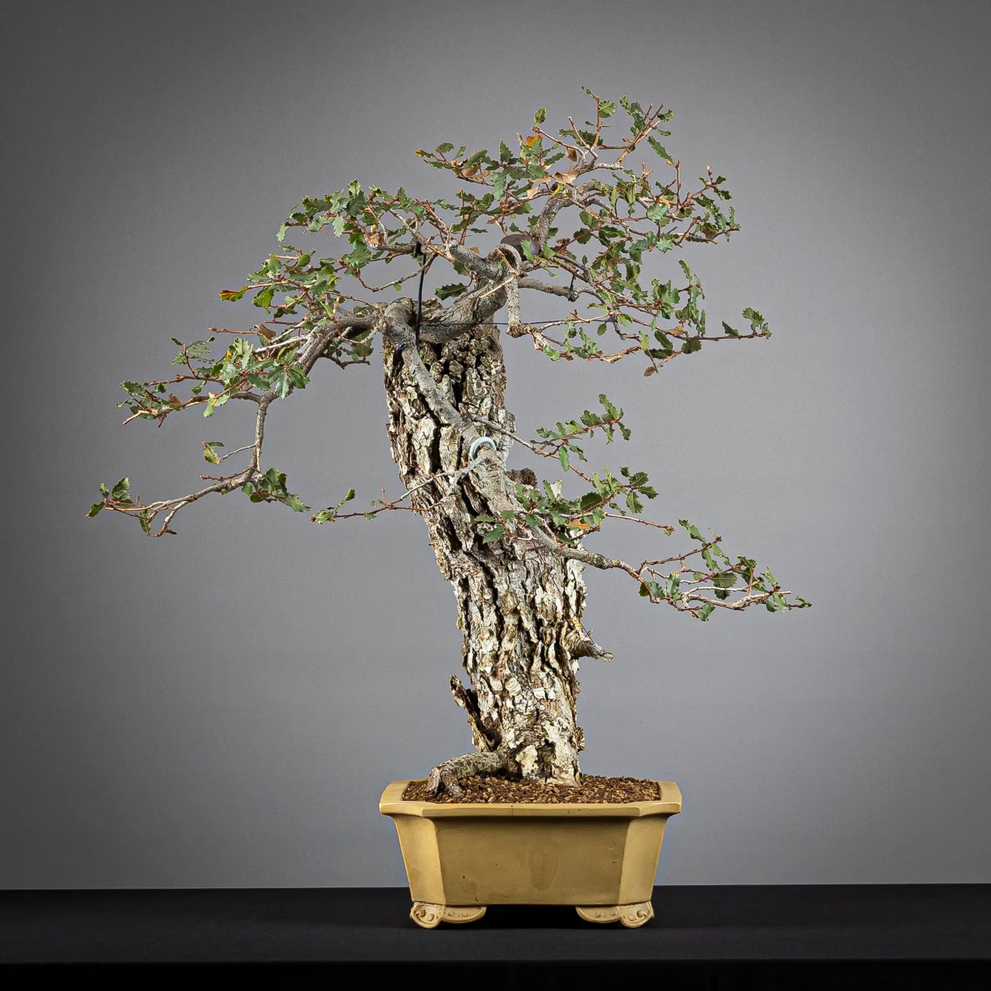 Cara izqueirda de bonsai de roble con maceta shuho, tamaño dai y estilo mojogi