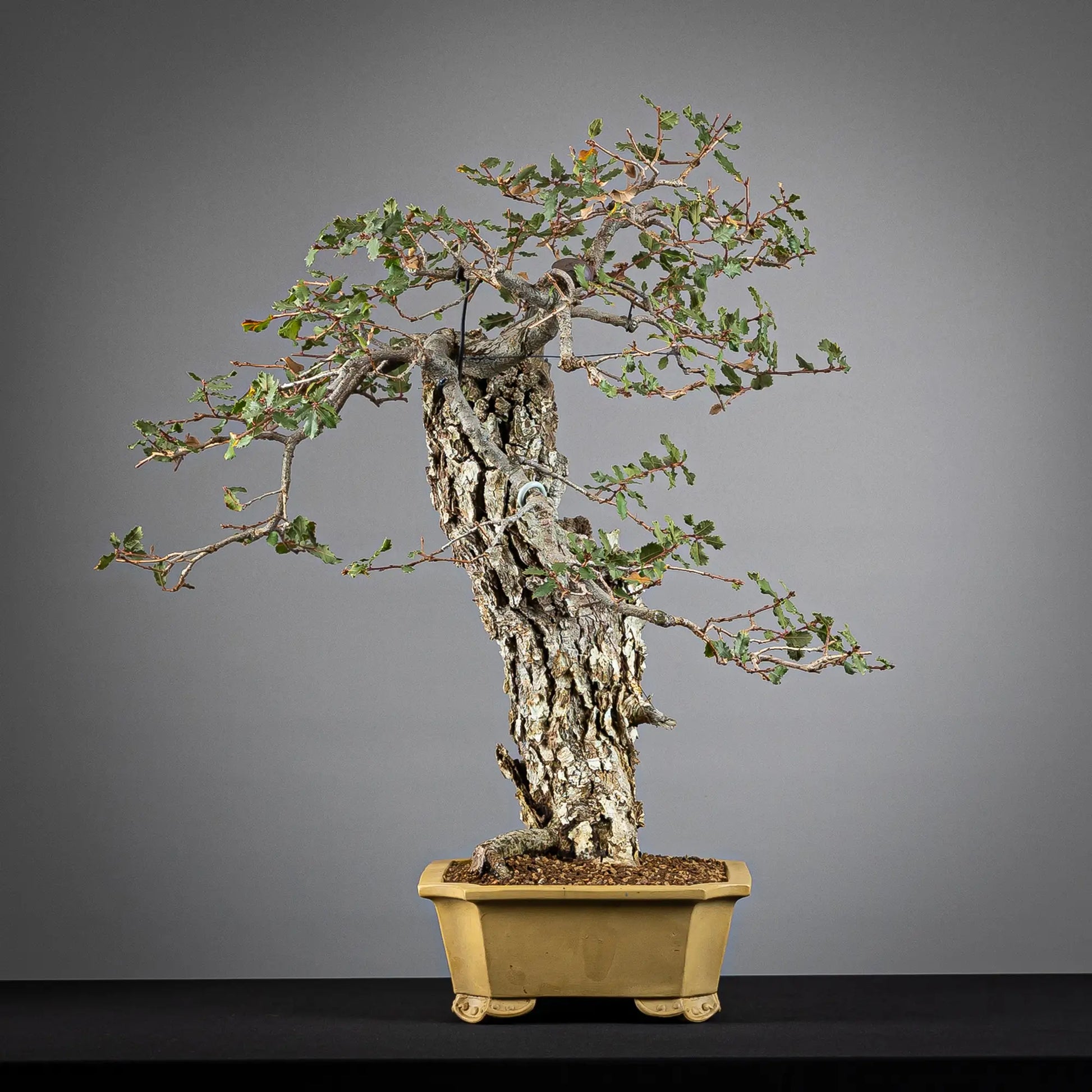 Cara izqueirda de bonsai de roble con maceta shuho, tamaño dai y estilo mojogi