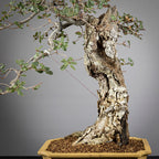 Detalle de corteza de bonsai de roble