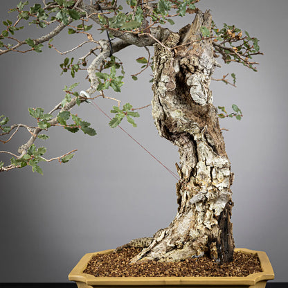 Detalle de corteza de bonsai de roble
