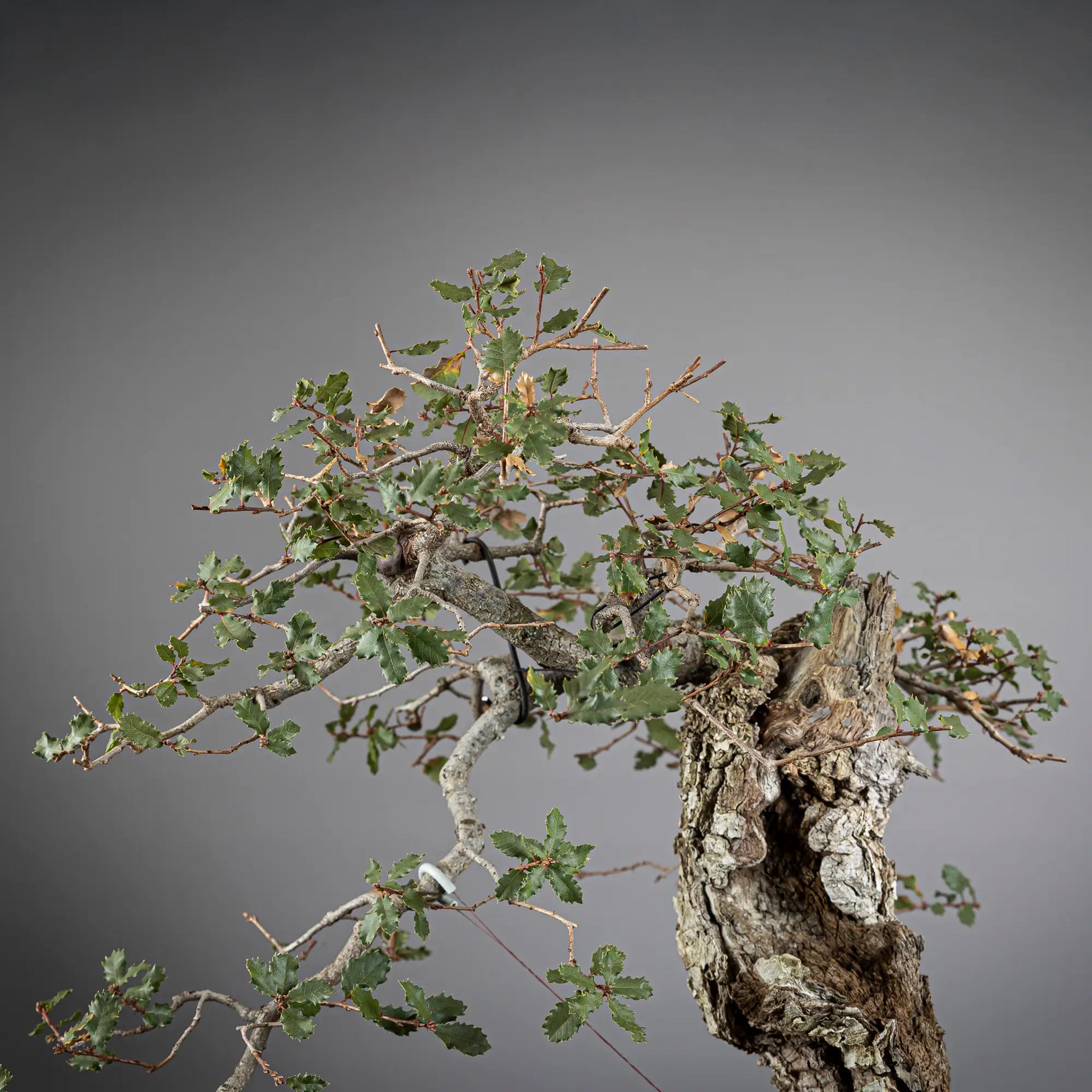 Detalle de apice de bonsai de roble