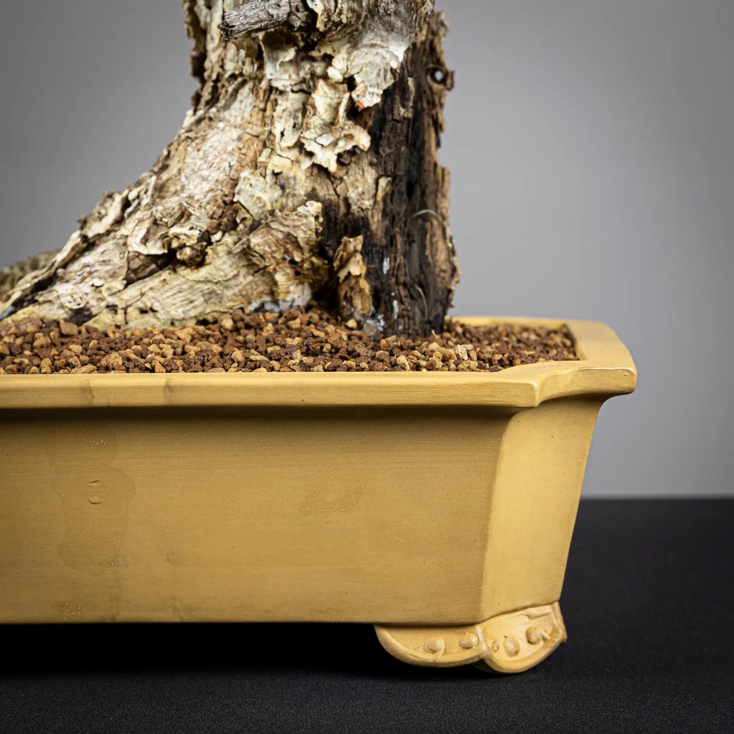 Detalle de nebari de bonsai de roble y detalle de maceta shuho