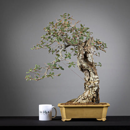 Comparativa de tamaño de bonsai de roble tamaño dai con una taza de la tienda Ikigai Bonsai