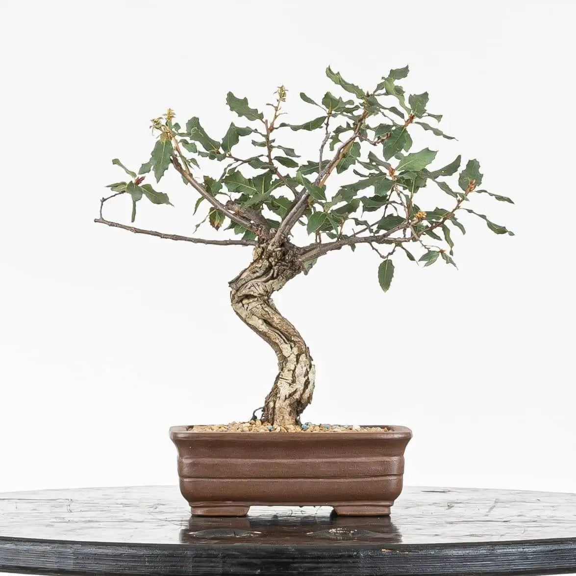 Frente de bonsái de robe con maceta rectangular