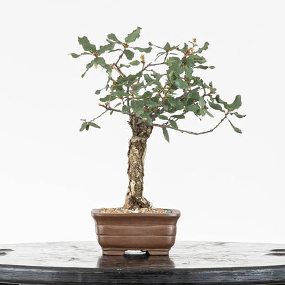 Lado izquierdo de bonsái de faginea