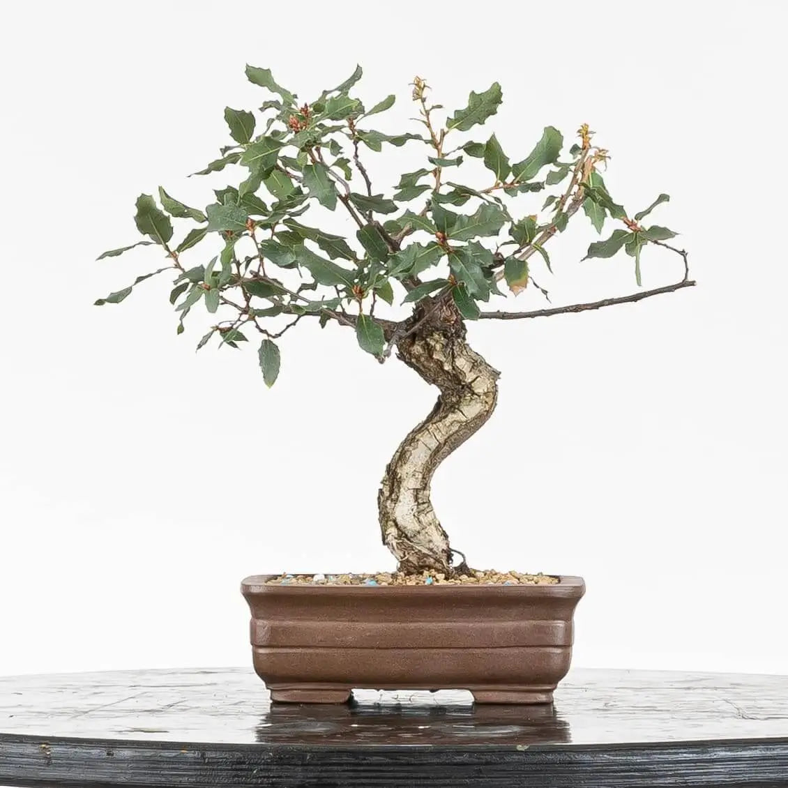 Cara trasera de bonsái de roble con curva