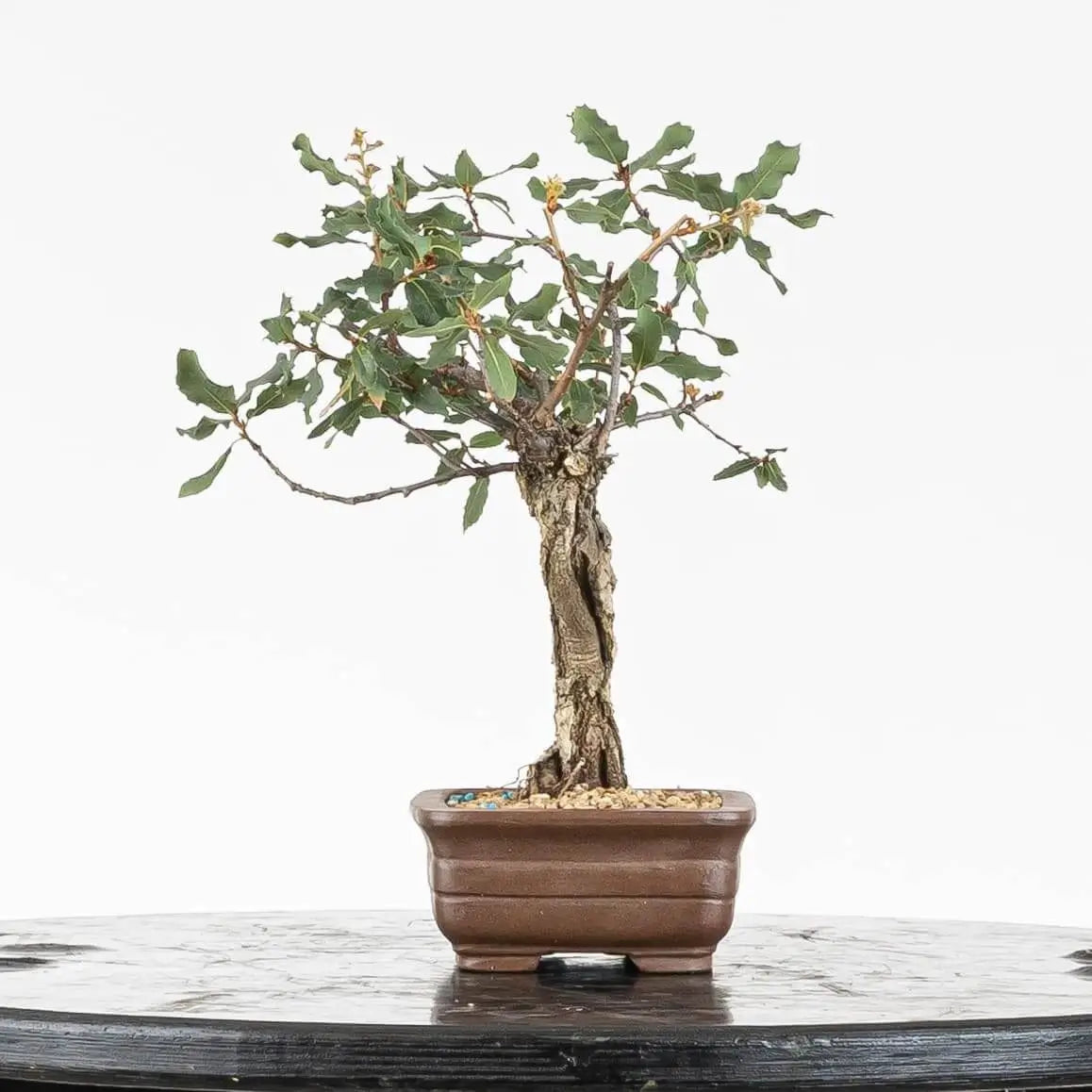 Cara dercha de bonsái de roble con hojas verdes