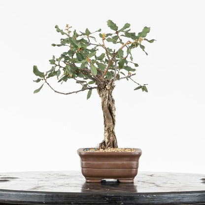 Cara dercha de bonsái de roble con hojas verdes