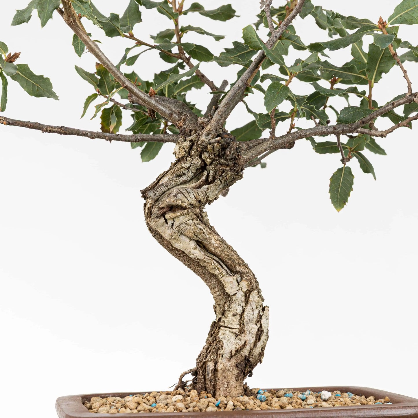 Detalle de curba de bonsái de roble