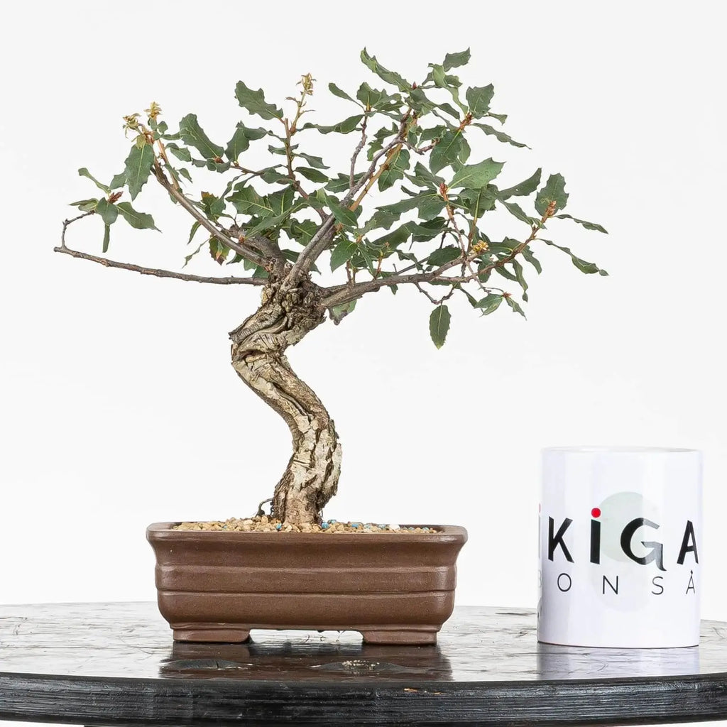 Comparativa de tamaño de bonsái de roble con taza ikigai bonsái.
