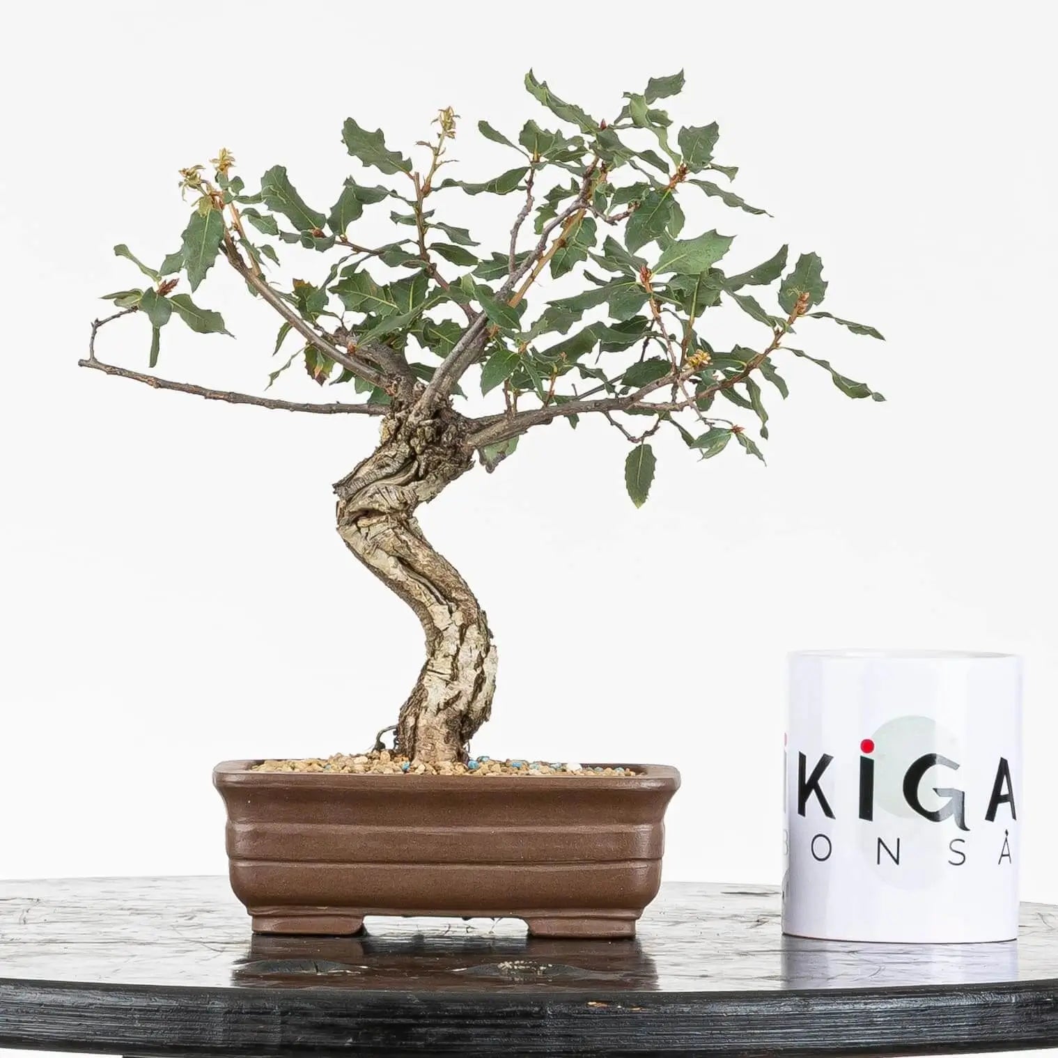 Comparativa de tamaño de bonsái de roble con taza ikigai bonsái.