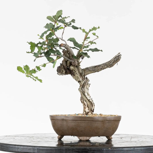 Frente de  bonsái yamadori de roble con jin y shari