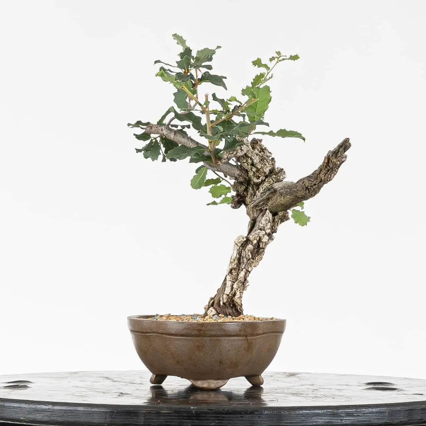 Cara derecha de bonsái de roble con corteza y jin