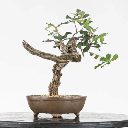 Cara trasera de bonsái de quercus faginea con corteza rugosa y jin viejo