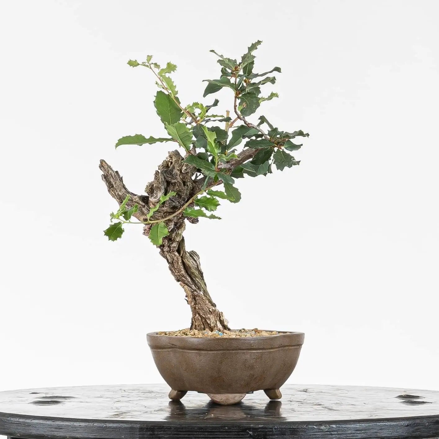 Cara izquierda de bonsái de roble