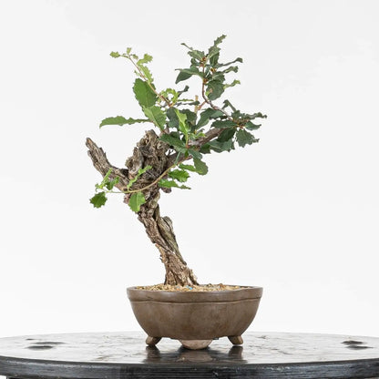 Cara izquierda de bonsái de roble