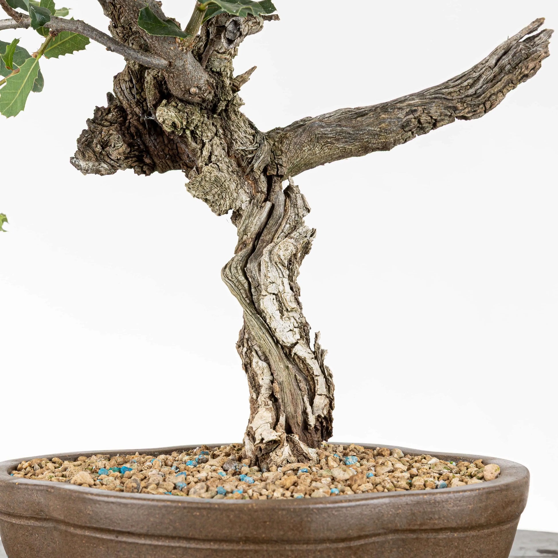 Detalle torsionado de shari por el tronco más jin