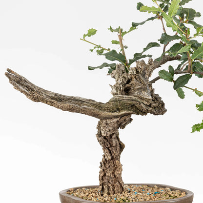 Detalle de Jin de roble