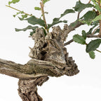 Detalle de shari y corteza vieja de bonsái de roble