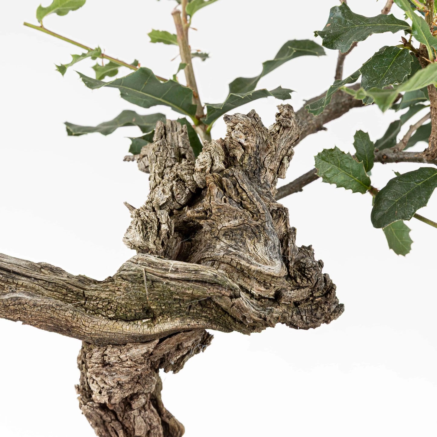 Detalle de shari y corteza vieja de bonsái de roble