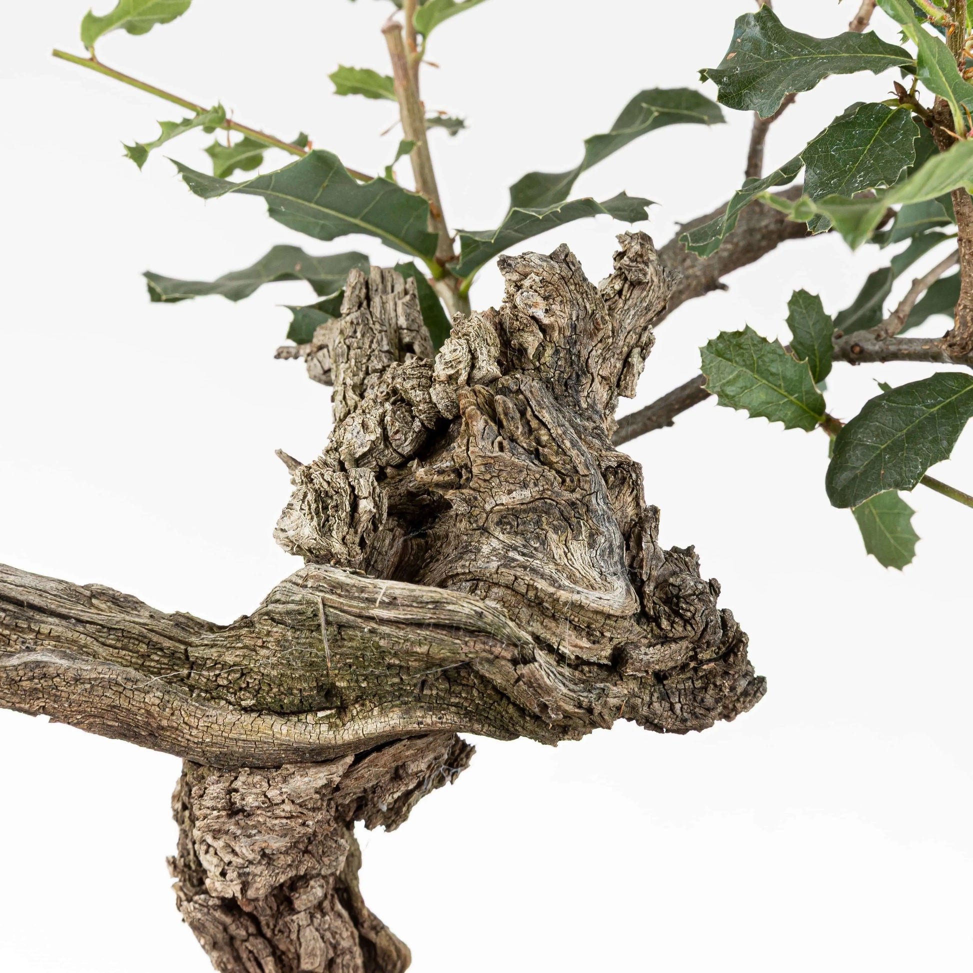 Detalle de shari y corteza vieja de bonsái de roble