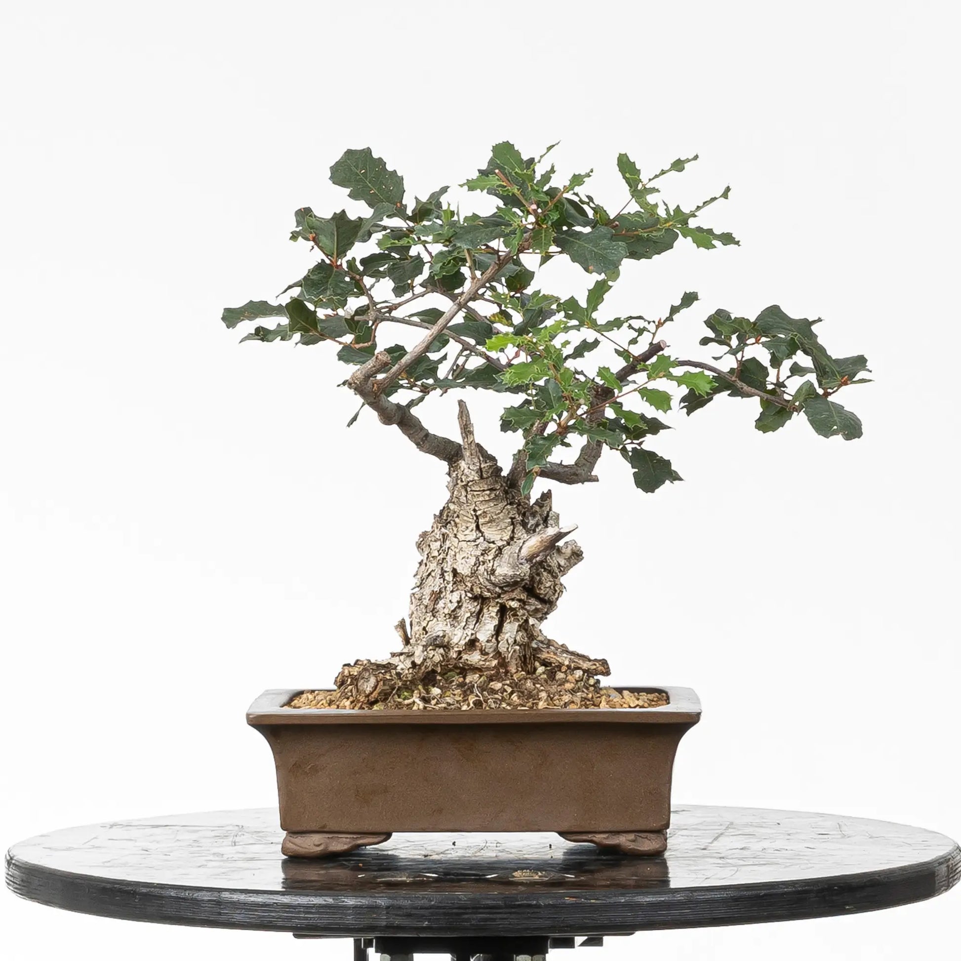 Bonsái yamadori de roble de tamaño shohin y estilo moyogi