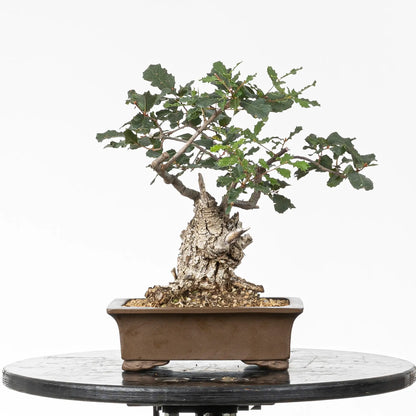 Bonsái yamadori de roble de tamaño shohin y estilo moyogi