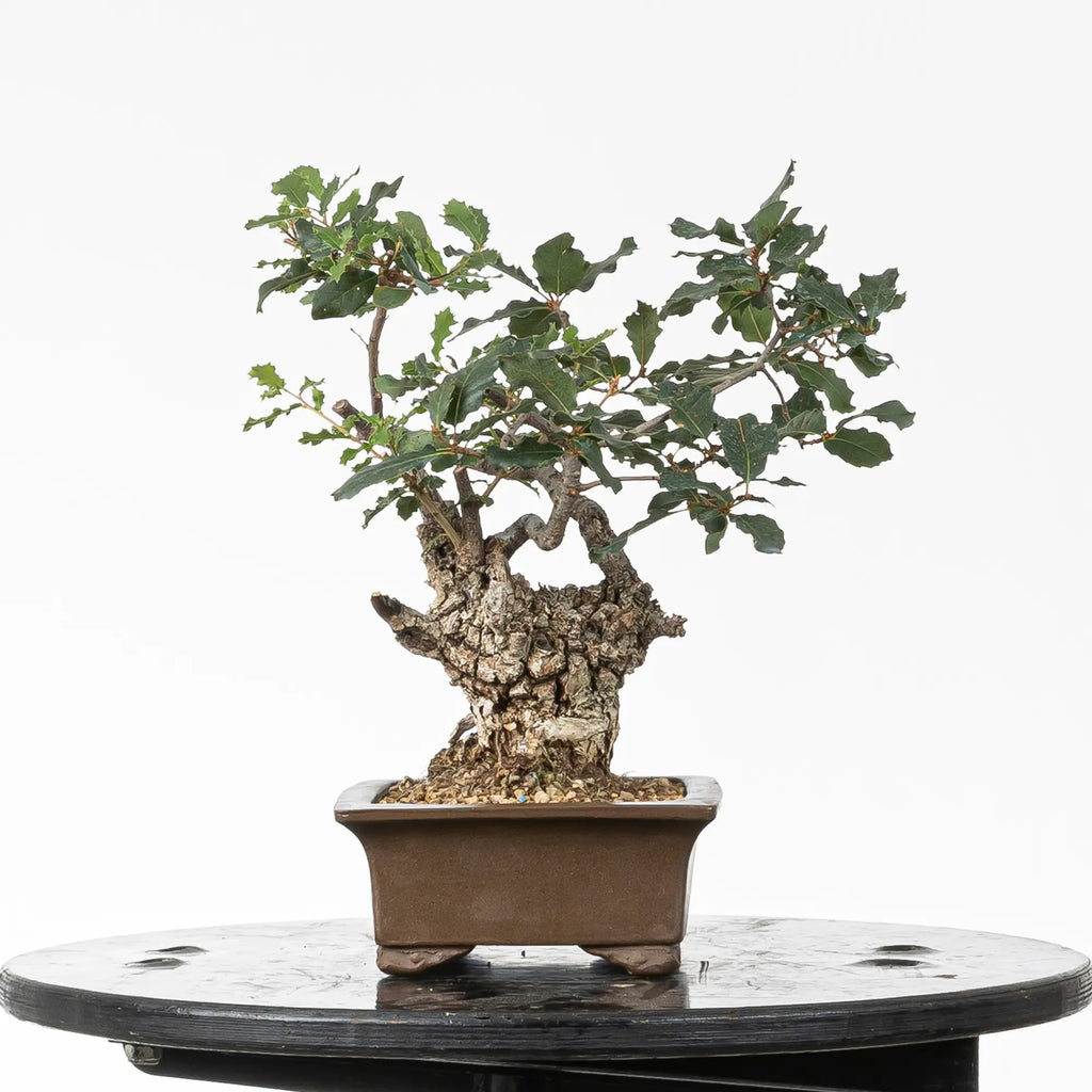 Cara izquierda de bonsai yamadori de roble
