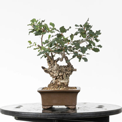 Cara izquierda de bonsai yamadori de roble