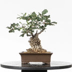 Cara trasera de bonsai yamadori de quercus faginea