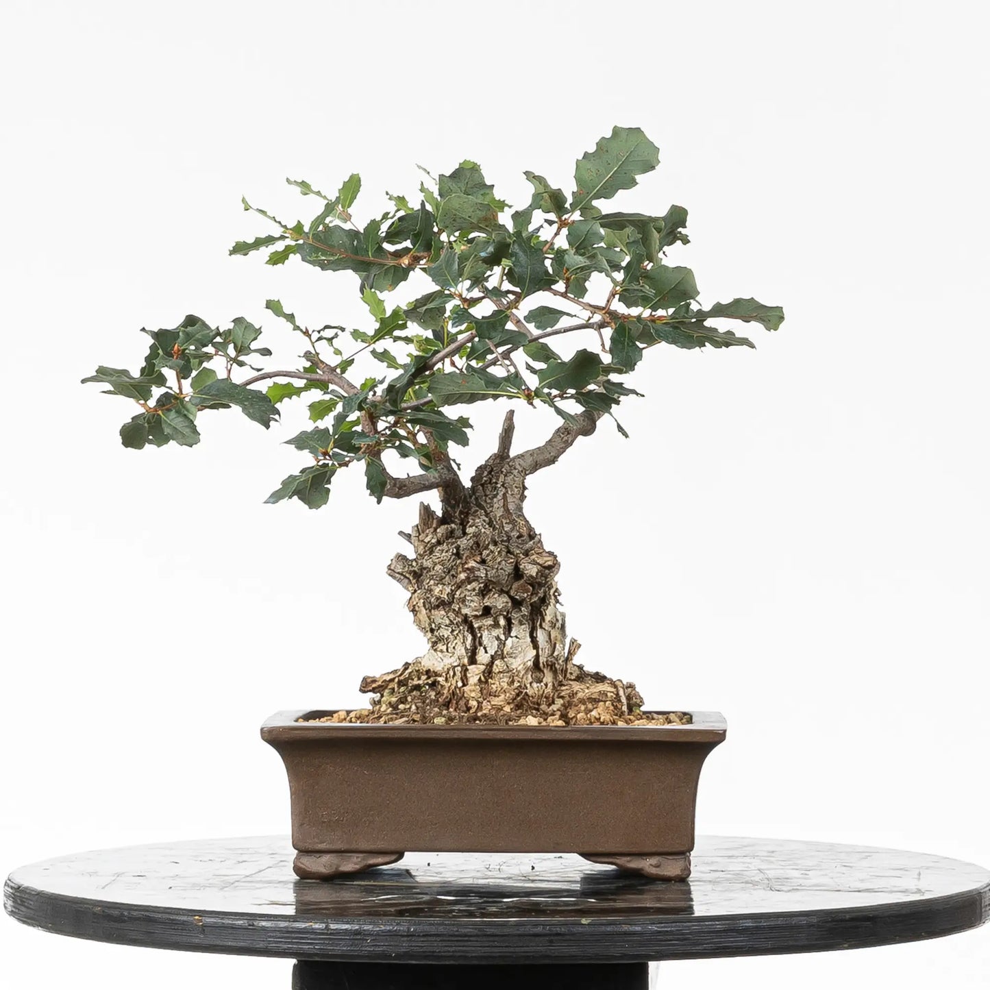 Cara trasera de bonsai yamadori de quercus faginea