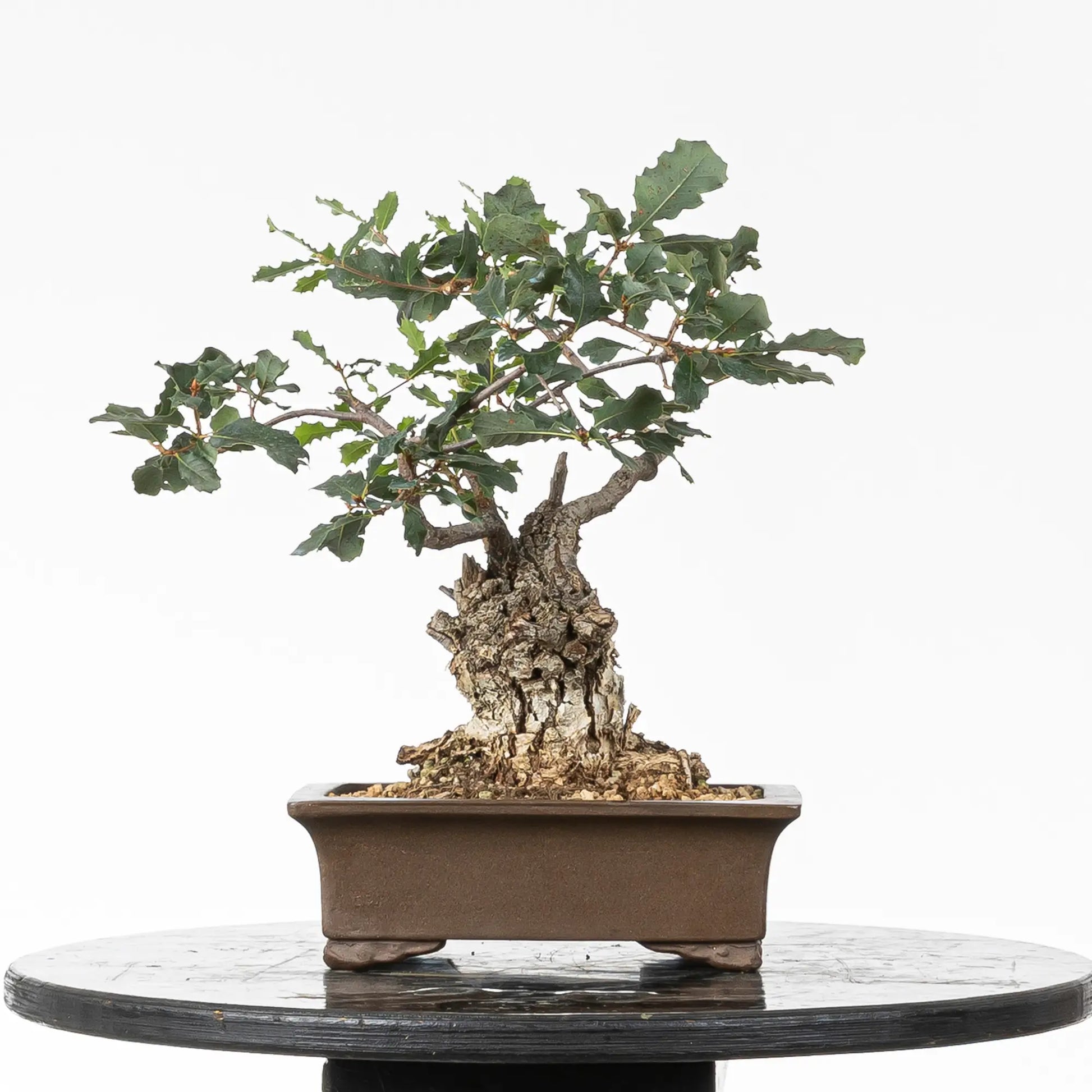 Cara trasera de bonsai yamadori de quercus faginea