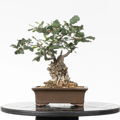 Cara trasera de bonsai yamadori de quercus faginea