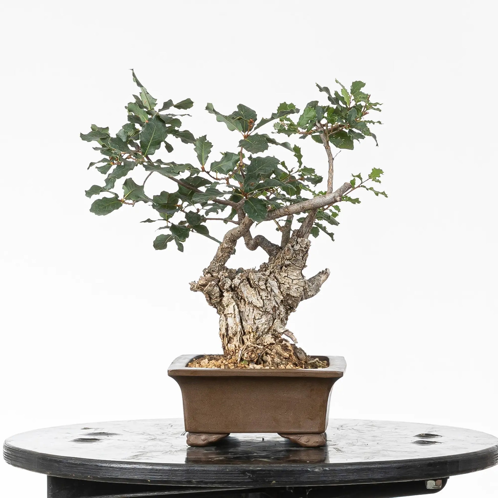Cara derecha de bonsai de roble