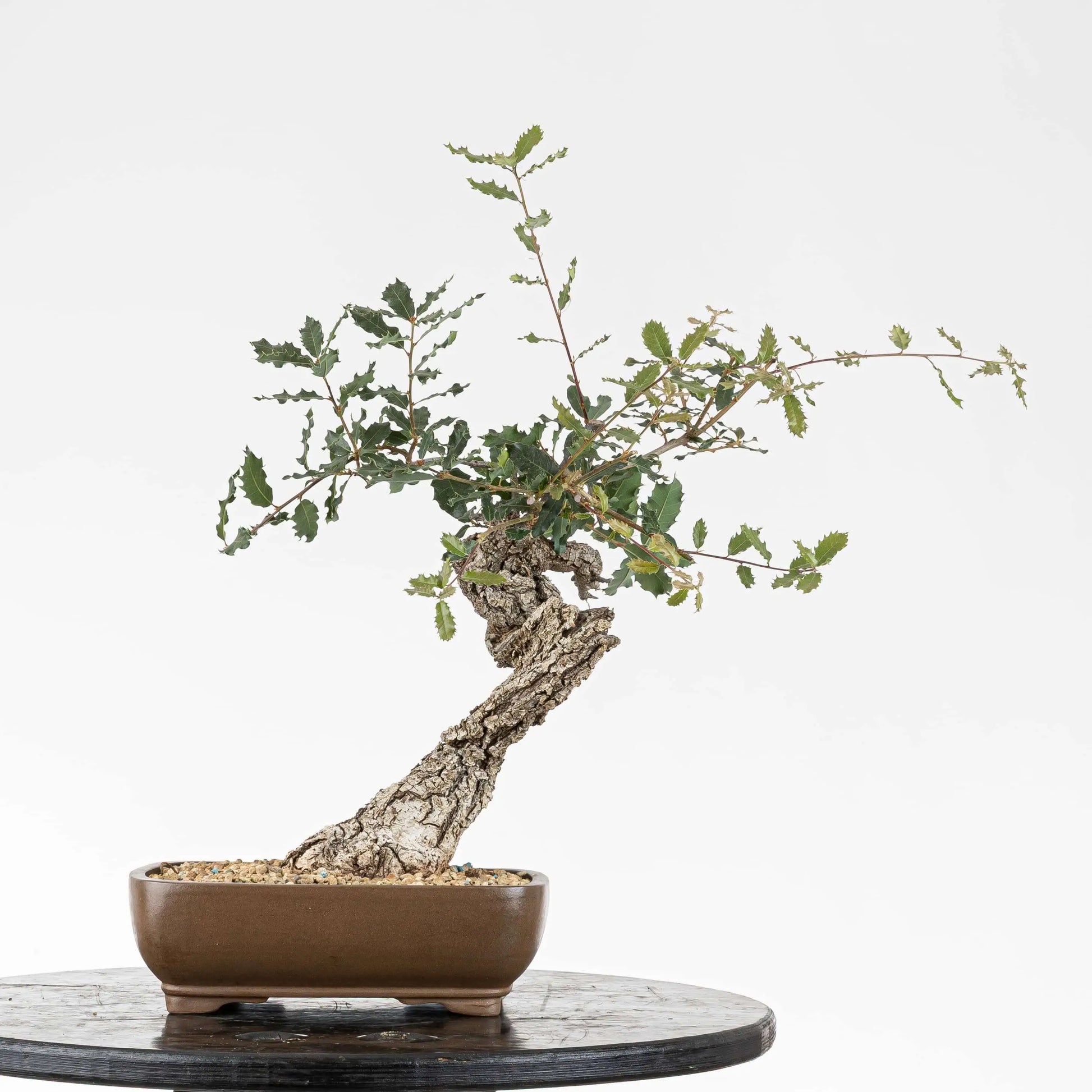 Frente de bonsai yamadori de quercus faginea