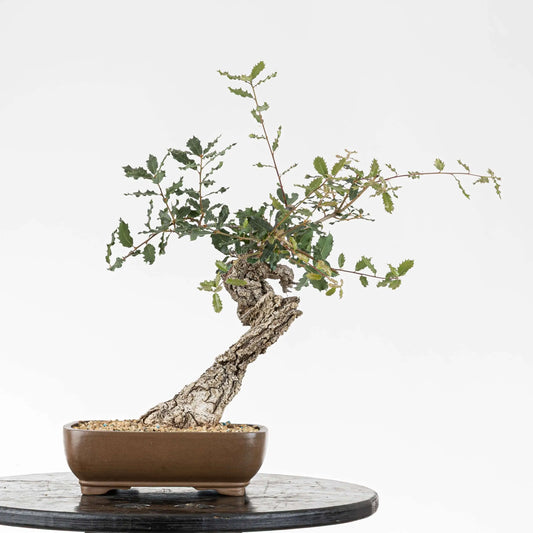 Frente de bonsai yamadori de quercus faginea