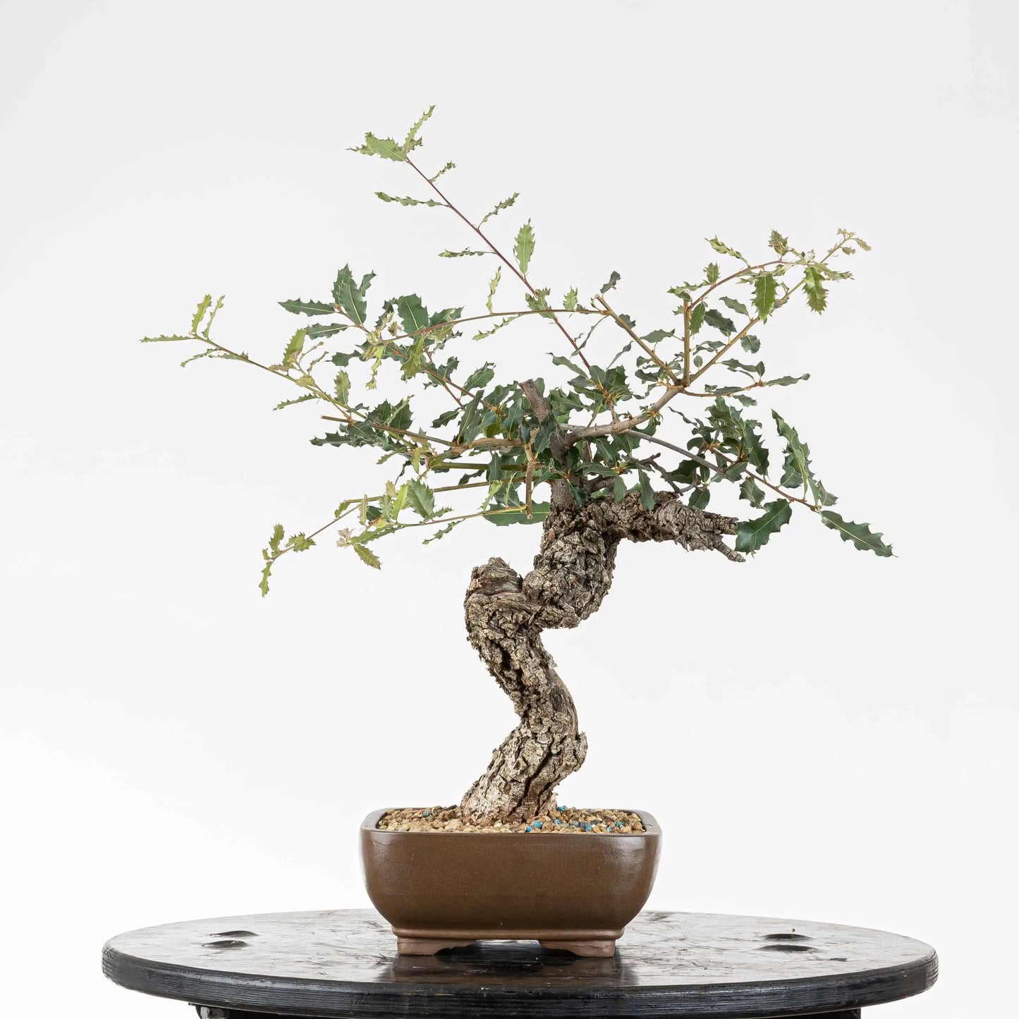 Lado derecho de bonsai yamadori de roble