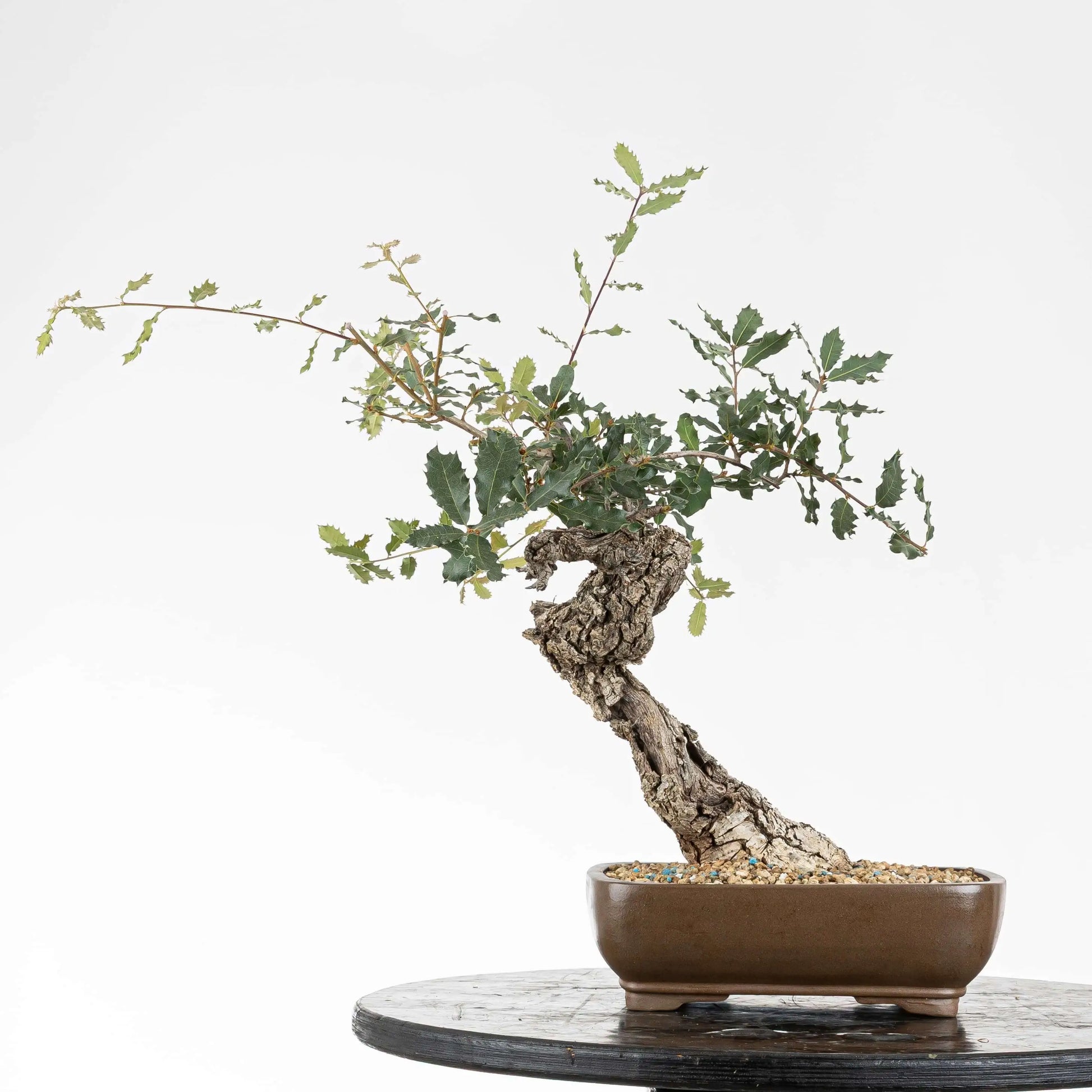 Cara trasera de bonsai de roble estilo bunjin tamaño kifu