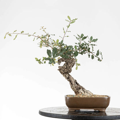 Cara trasera de bonsai de roble estilo bunjin tamaño kifu
