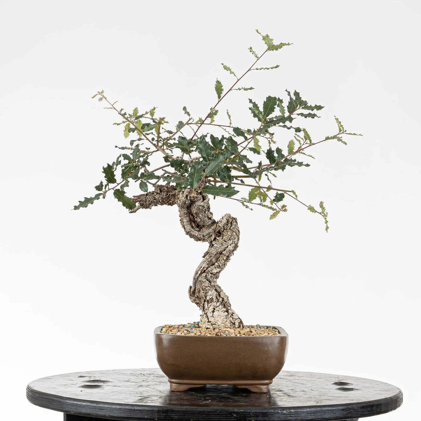 Cara izquierda de bonsai yamadori estilo bunjin de roble con curvas y corteza
