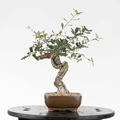 Cara izquierda de bonsai yamadori estilo bunjin de roble con curvas y corteza