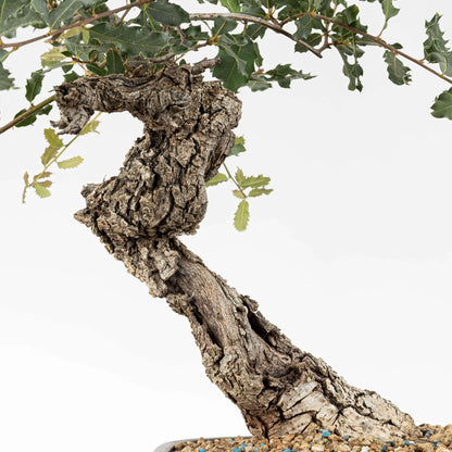 Detalle de tronco de bonsai yamadori con corteza y shari.