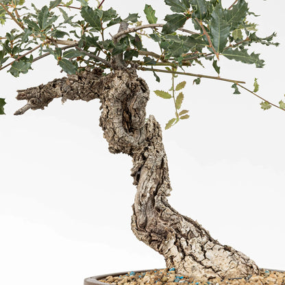 Detalle de corteza y sharis de bonsai yamadori de roble