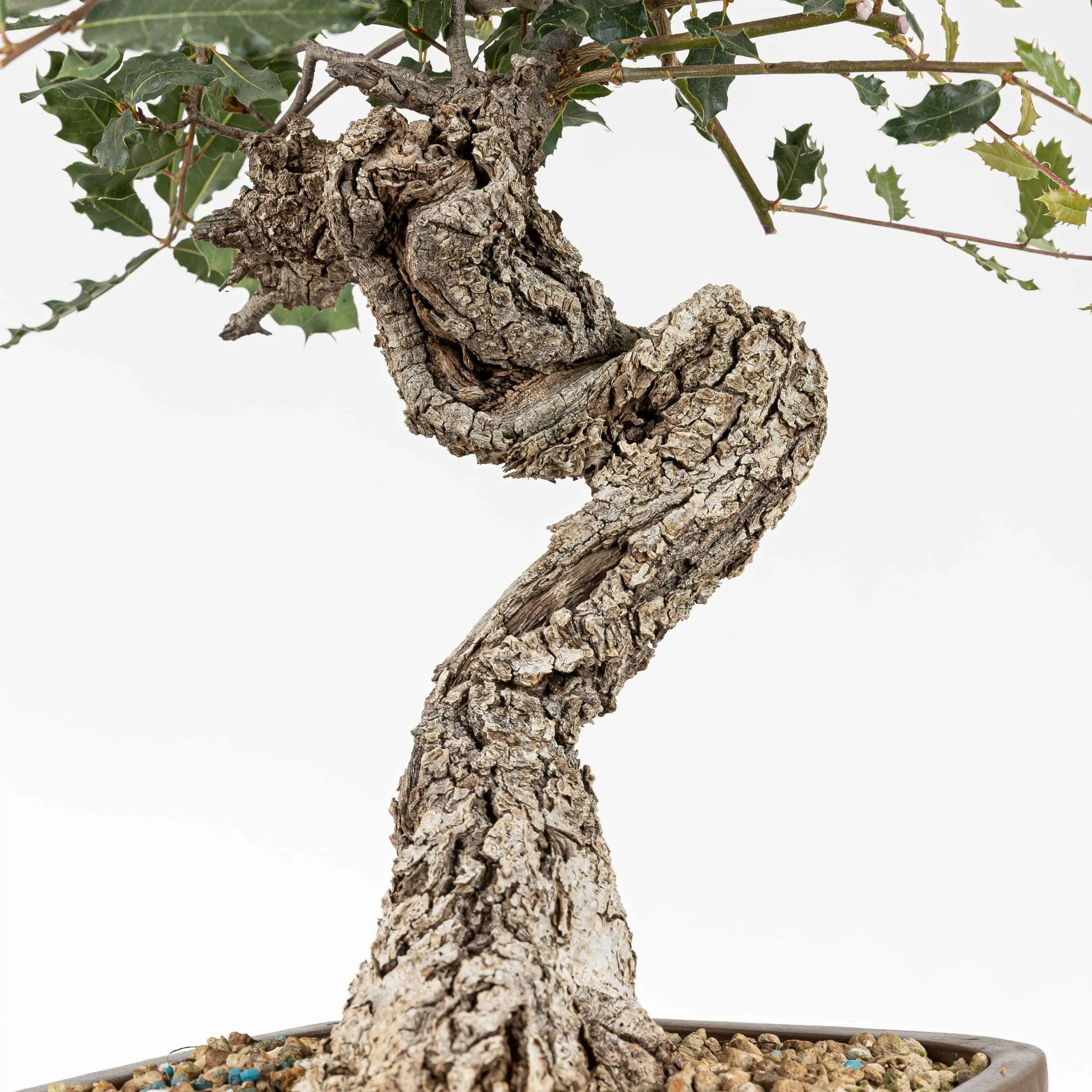 Curva de bonsai de bonsái yamadori de roble con detalles de curva