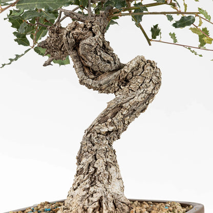 Curva de bonsai de bonsái yamadori de roble con detalles de curva