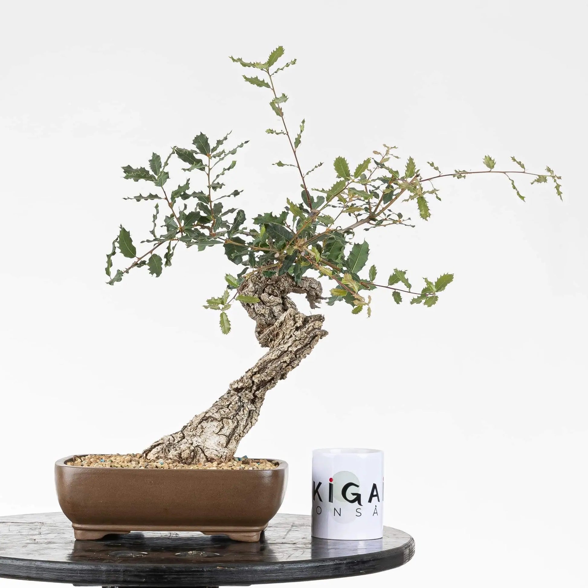 Comparativa de bonsai yamadori de roble con taza de Ikigai Bonsai