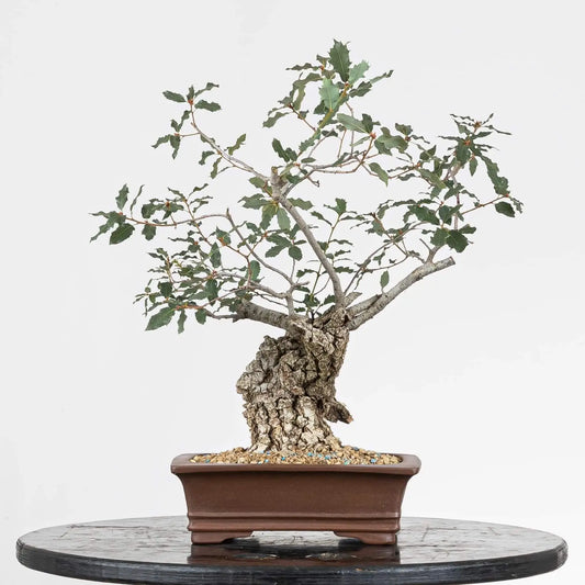 Frente de bonsái de quercus faginea de tamaño kifu, mucha conicidad y corteza muy rugosa con maceta yixing rectangular.